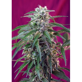 Sweet Seeds Green Poison AUTO semena neobsahují THC 3 ks