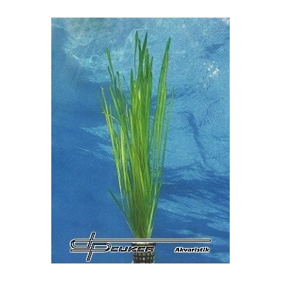 Vallisneria spiralis - Zákruticha šroubovitá – Zboží Mobilmania