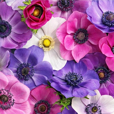 Směs sasanek Anemone mix hlízy sasanky 15 ks