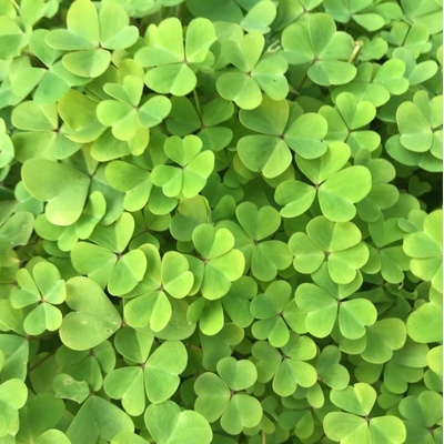 Marsilea crenata