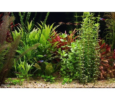 Bacopa crenata