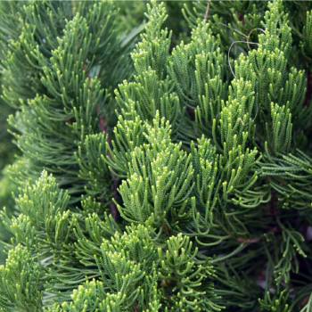 Jalovec čínský - Juniperus chinensis - semena - 5 ks