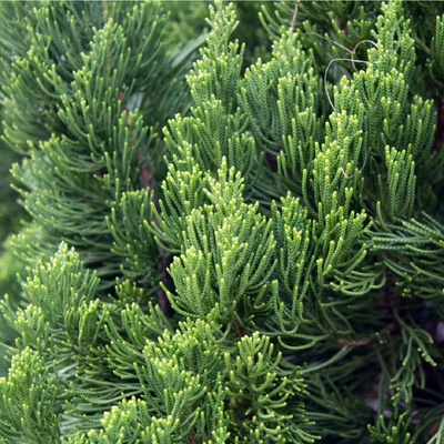 Jalovec čínský - Juniperus chinensis - semena - 5 ks