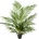 Areca Bush 130 cm