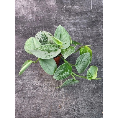 Scindapsus Pictus Silvery Ann 8 cm (Převislá pokojovka s kožovitými listy)