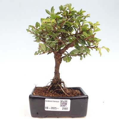 e-bonsai Venkovní bonsai - Ulmus parvifolia Sagei - Malolistý jilm