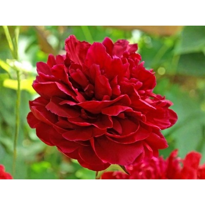 Pivonka bylinná Red Sarah Bernhardt, kvetináč 1,5 l
