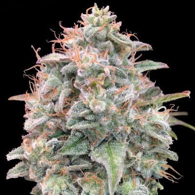 Advanced Seeds AUTO Banana Cookies semena neobsahují THC 3 ks