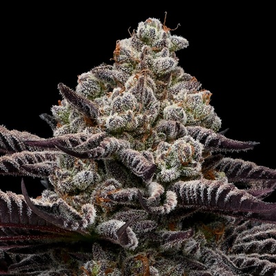 Anesia Seeds Rose Soda Semienka neobsahujú THC 3 ks