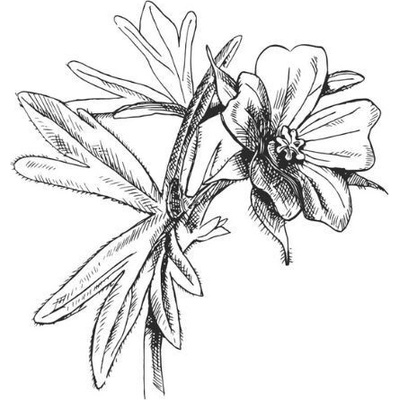 Alteya Muškátový (Geranium) olej 100% Bio 5 ml