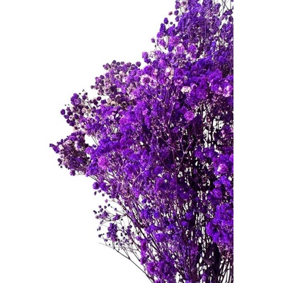 Nevěstin závoj/stabilizovaná Gypsophila svazek/kytice TMAVĚ FIALOVÁ ŽÍHANÁ 50g