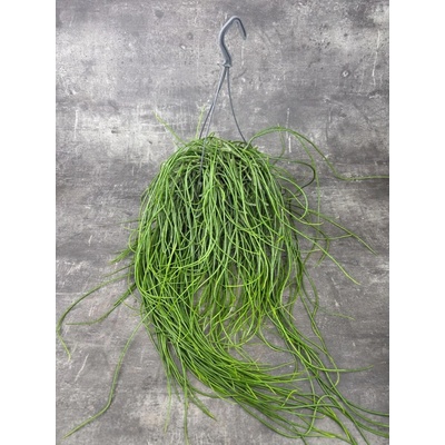 Rhipsalis Floccosa XXL závěs