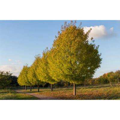 Javor poľný (Acer campestre) ´LIENCO´® - výška 320-340 cm, obvod kmeňa 8/10 cm, kont. C30L