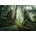 Ravensburger - Puzzle In the forest - 1 000 piese