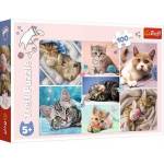 Trefl Puzzle - 100 - In the cat world - Trefl 16420