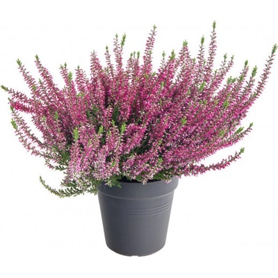 Vřes obecný, Calluna vulgaris, fialový, průměr květináče 12 cm
