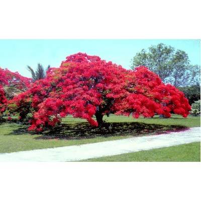 kup si čaj OHŇOVÝ STROM DELONIX KRÁLOVSKÁ (DELONIX REGIA) SEMENA - 5 KS