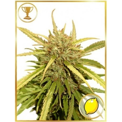 Mr. Hide Seeds Mr. Sugar Lemon Haze semienka neobsahujú THC 100 ks