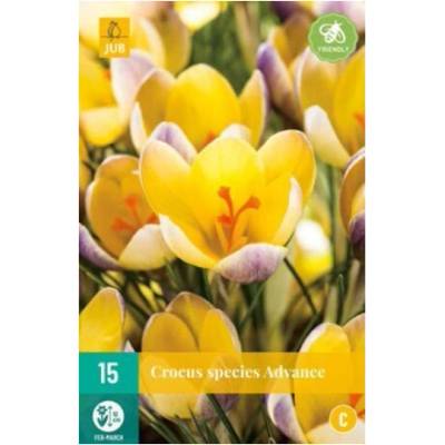 Maják Krokus Advance "C" 15 ks