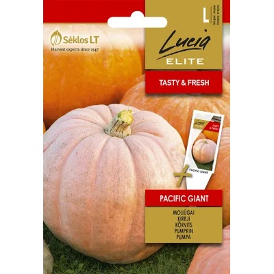 Seklos Тиква Пасифик Гигант - достига до 300 кг