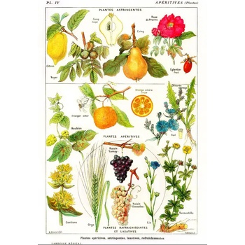 Grafika - Puzzle Illustration from Larousse Medical Illustré : Astringent and Aperitive Plants - 1 000 piese