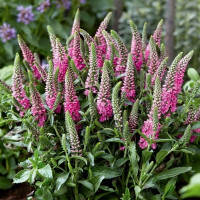 GREENBOSS FLOWER Rozrazil 'Candles Bubblegum' Průměr květináče: 9 až 12 cm