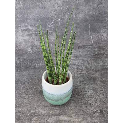Sansevieria Mikado mini