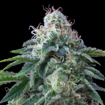 Exclusive Seeds Bank Dr. Lemon OG semena neobsahují THC 3 ks