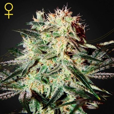 Green House Seed Arjan´s Strawberry Haze semienka neobsahujú THC 10 ks