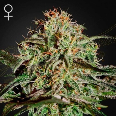 Green House Seeds A.M.S. semena neobsahují THC 10 ks