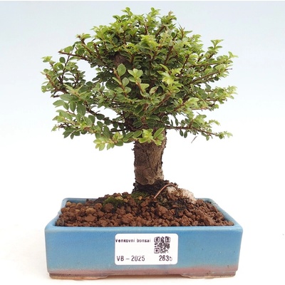 e-bonsai Venkovní bonsai - Ulmus parvifolia Hokkaido - jilm Čínský