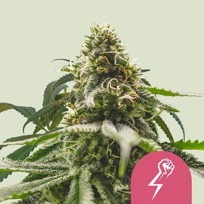 Royal Queen Seeds Green Crack Punch semienka neobsahujú THC 100 ks
