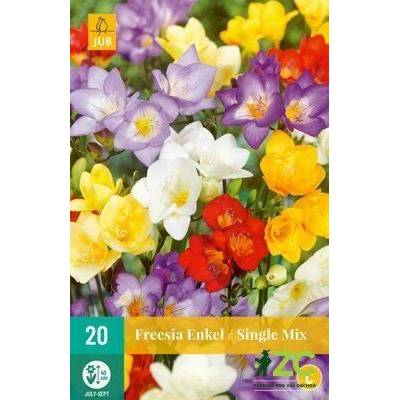 Jub Frézie Freesia Single mix "C" 20 cibulí