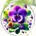 HARAHU Ловец на слънце - Orphan Flower KP31559