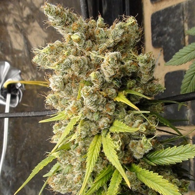 Ace Seeds Super Malawi Haze regular semienka neobsahujú THC 10 ks