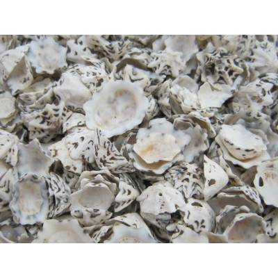 Dijk Natural Collection Mušle Patella sacharina 100 g