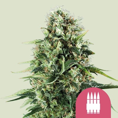 Royal Queen Seeds Royal AK semienka neobsahujú THC 100 ks