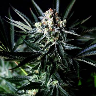 Absolute Cannabis Seeds Amazing Auto semienka neobsahujú THC 1 ks
