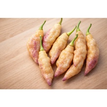 CHILLIMAT Chilli semena Pimenta Pink tiger 10 ks