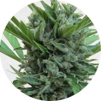 Top Tao Seeds Micron Auto Tao regular semienka neobsahujú THC 5 ks