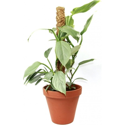 Gardners Philodendron Silver Queen s kokosovou vzpěrou, průměr 17 cm Filodendron