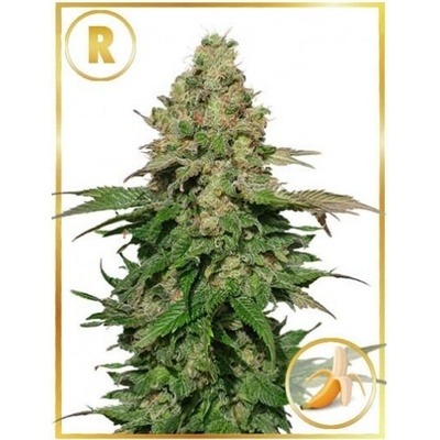 Mr. Hide Seeds Mr. Black Banana regular semienka neobsahujú THC 15 ks