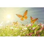 DIMEX ART Флизелинов фототапет поле с пеперуди 375 x 250 см