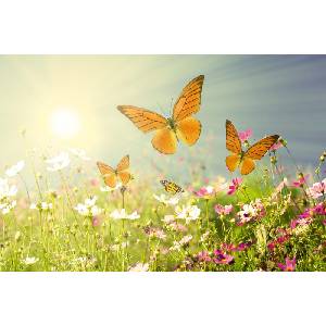 DIMEX ART Флизелинов фототапет поле с пеперуди 375 x 250 см