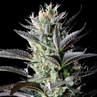 Spliff Seeds Dutch Blue Automatic semienka neobsahujú THC 3 ks