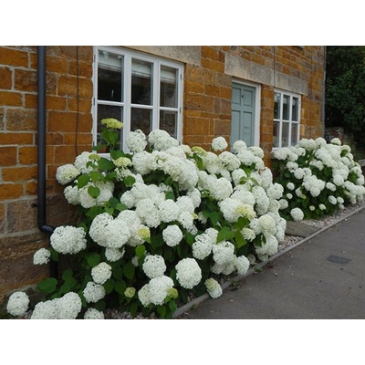 Hortenzia stromčekovitá Annabelle, výška 20-40 cm, kvetináč 2 l