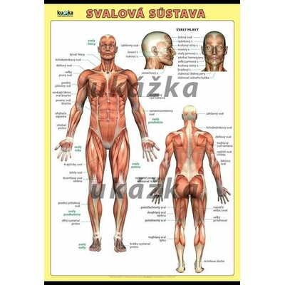 Svalová sústava XL (100x70 cm)