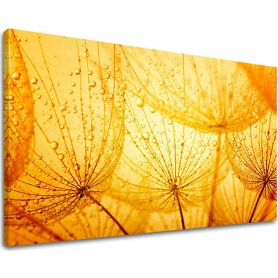 Obraz na stěnu KVĚTY PÚPAVA - 100x150 cm