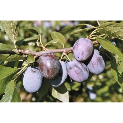 Slivoň švestka BIO FloraSelf Bio Prunus domestica 'Hanita'® 100-150 cm květináč 6 l