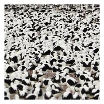 DONNELLY, STELLA - FLOOD CD